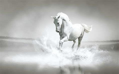 rüyada beyaz bir at görmek